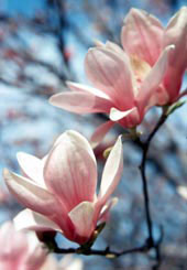 Magnolia Blossom